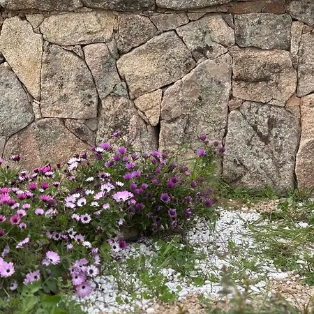 I Pini Palau